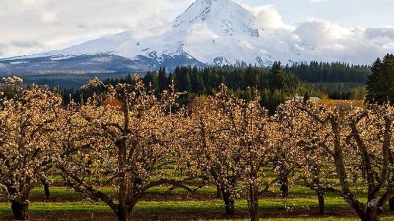 Hood River's Fruity Paradise
