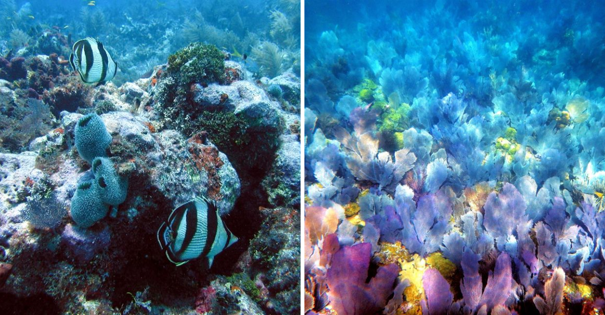 11 Must-See Florida Coral Reefs For Snorkeling Adventures