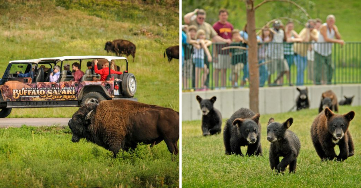 12 Unforgettable South Dakota Wildlife Experiences Every Kid Will Love