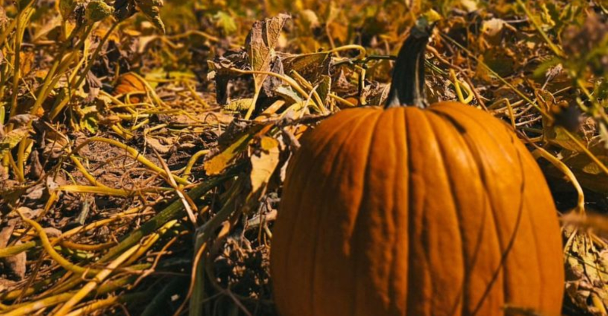 13 Indiana Pumpkin Patches That Make Fall Totally Magical