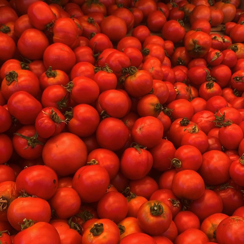 Dry-Farmed Early Girl Tomatoes