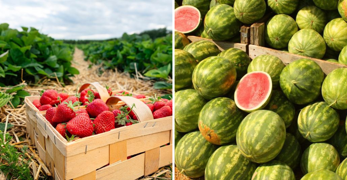 15 Flavor-Packed Fruits From Alabama We All Love