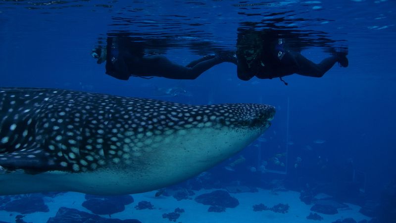 Swim With Giants