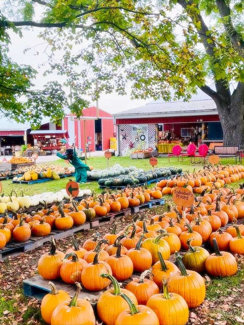 Dinges Fall Harvest