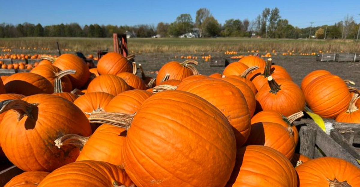 16 Southwest Michigan Pumpkin Patches That Make Fall Truly Magical