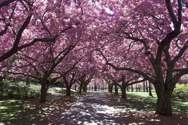 Check Seasonal Bloom Times