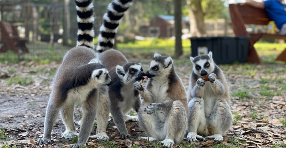 18 Incredible Ways To Meet Wildlife Up Close In Florida