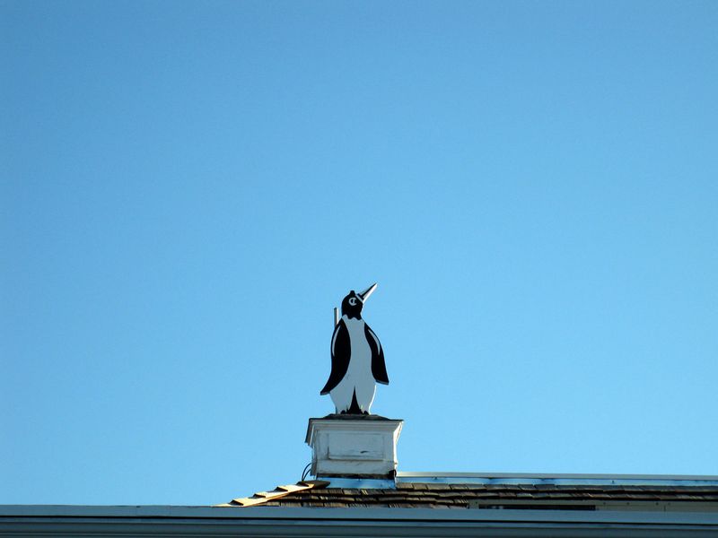 Quirky Giant Penguin Mascot