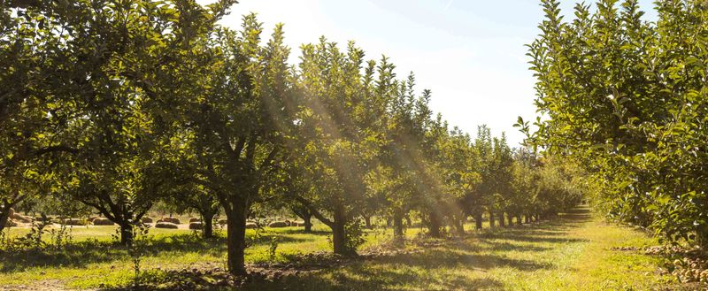 Scott's Orchard In Hazel Green