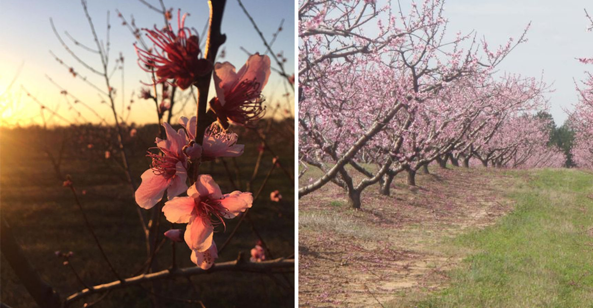 8 Charming Apple Orchards In Alabama That Make Fall Truly Special