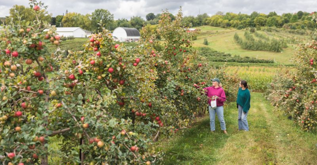 9 Must-Visit Indiana Apple Orchards Bursting With September Flavor