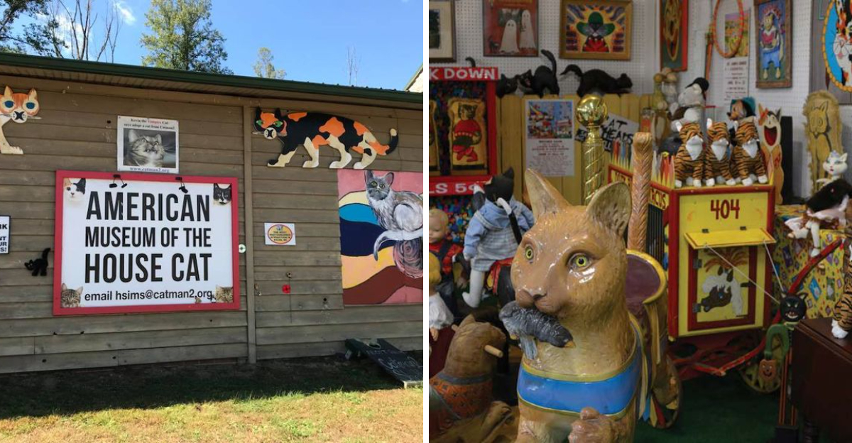 A Whiskered Wonderland Lies Ahead At The American Museum Of The House Cat In North Carolina