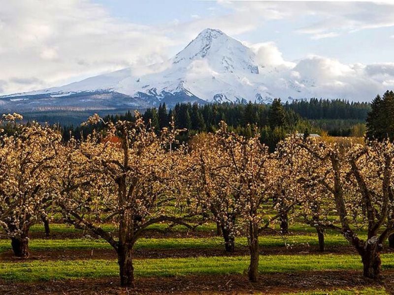 Mt View Orchards (Oregon)