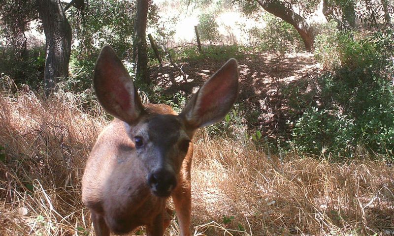 Unexplained Wildlife Behavior