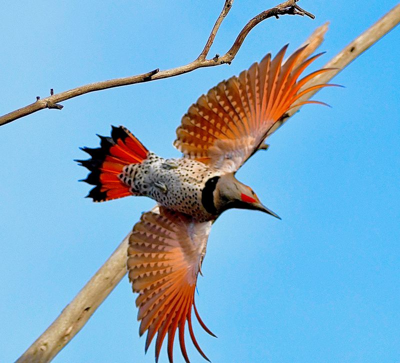 Northern Flicker (Red-Shafted)