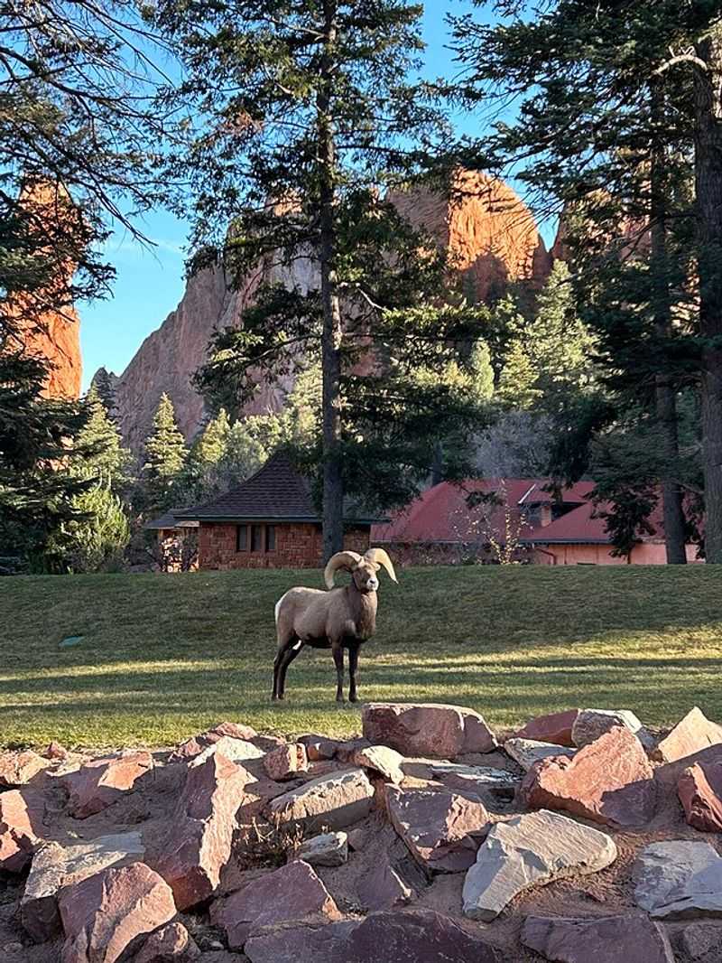 Abundant Wildlife Roams The Grounds