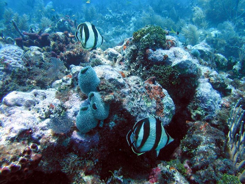 Coffins Patch