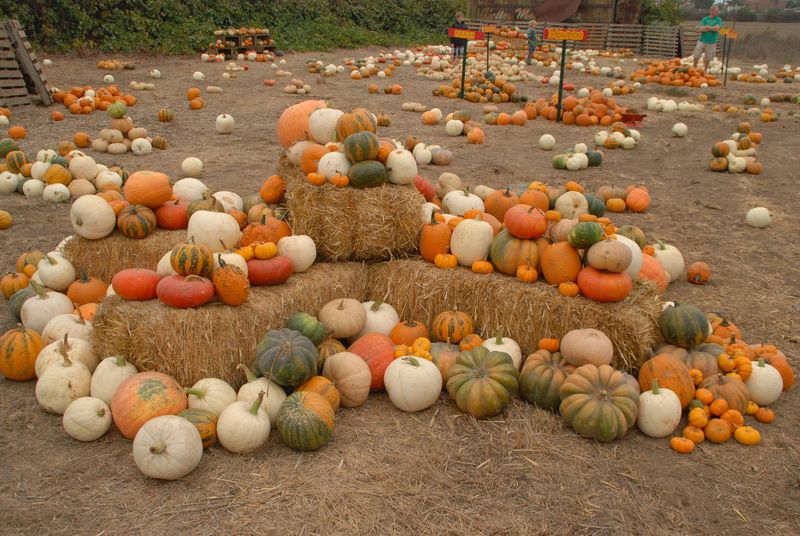 Sprague's Family Fun Farm