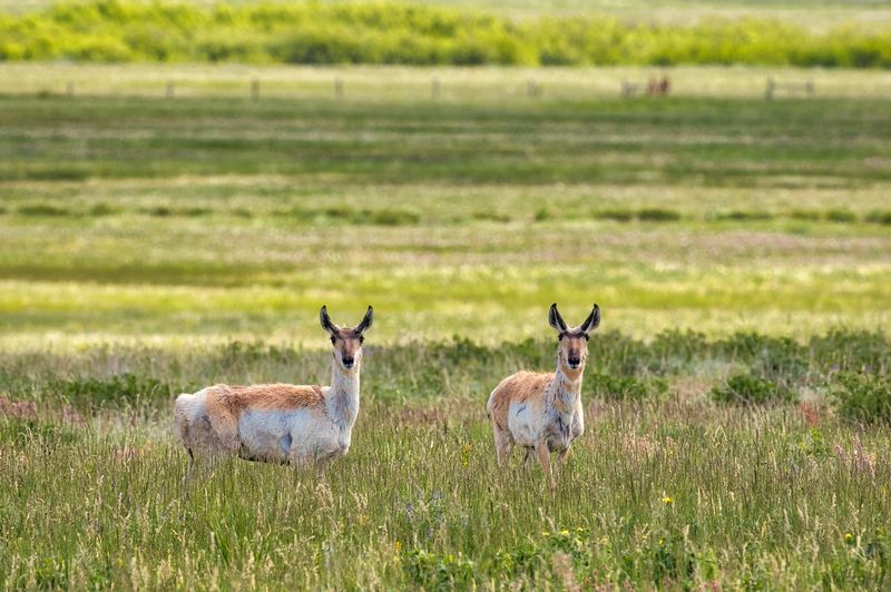 A Wildlife-Rich Wonderland