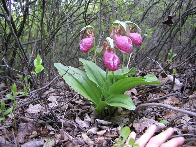 Bogs, Orchids, and Northern Relics