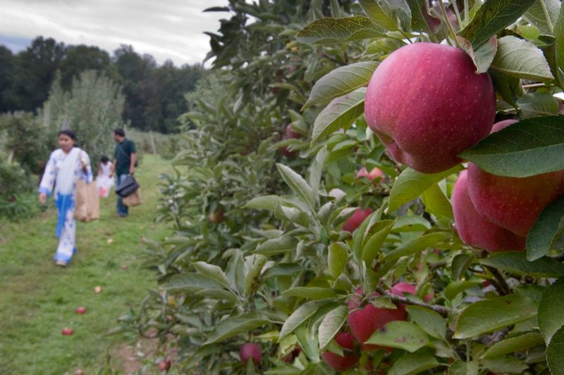 Terhune Orchards (New Jersey)