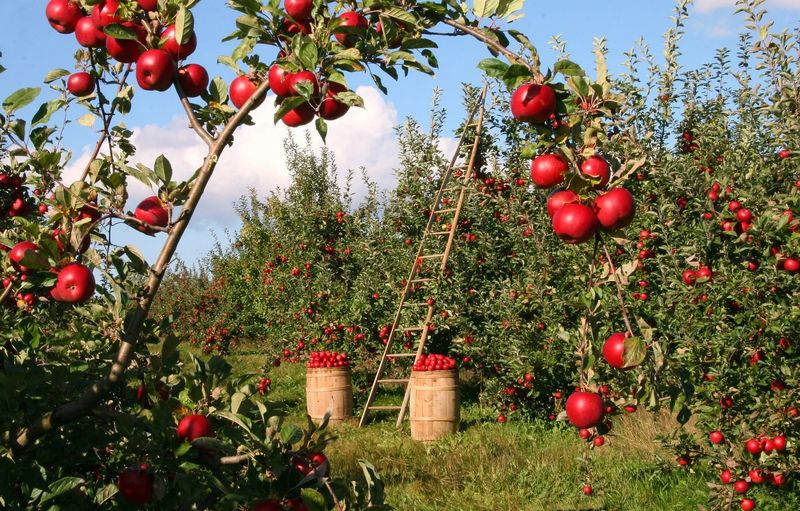 Current Ripe Varieties