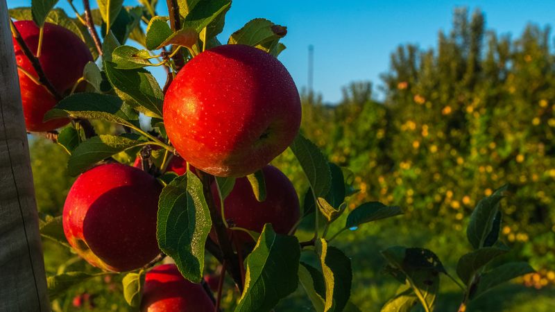 Mercier Orchards (Georgia)