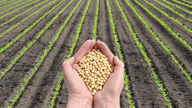 Michigan Soybeans for Plant-Based Collagen Support