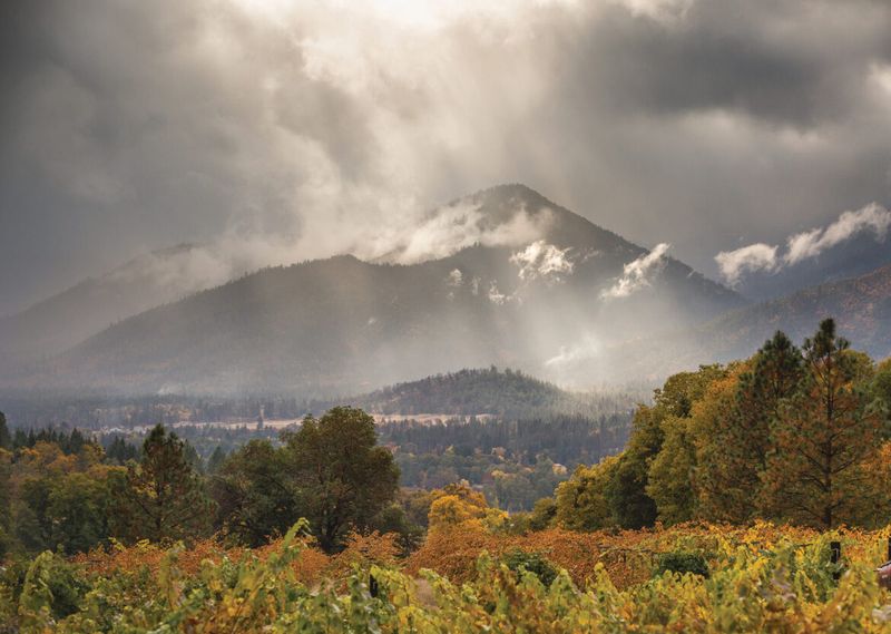 Jacksonville's Golden Vineyards