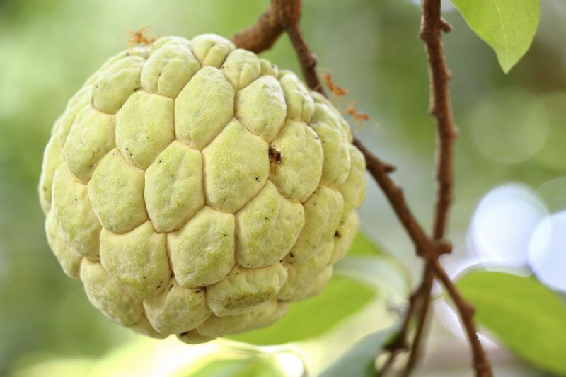 Sugar Apple: Nature's Ice Cream Cone
