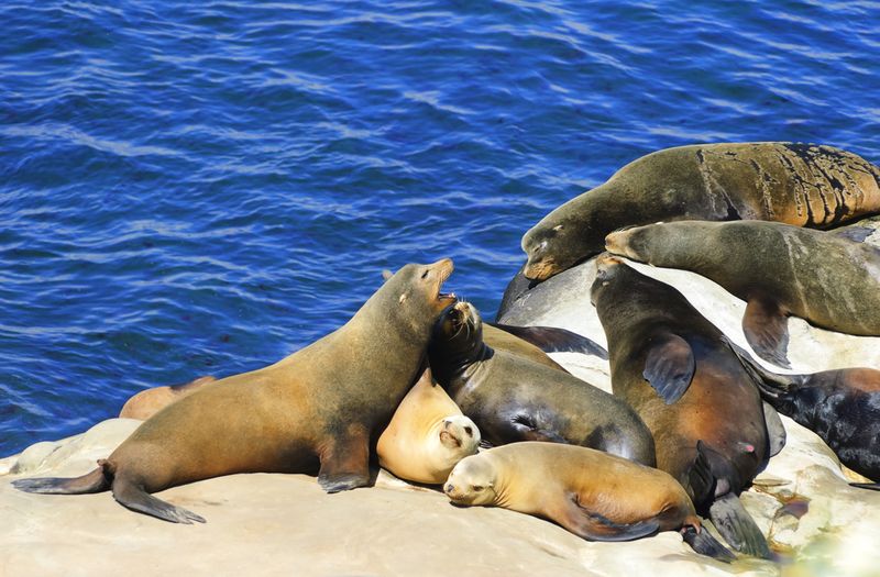 La Jolla Cove Seal & Sea Lion Viewing