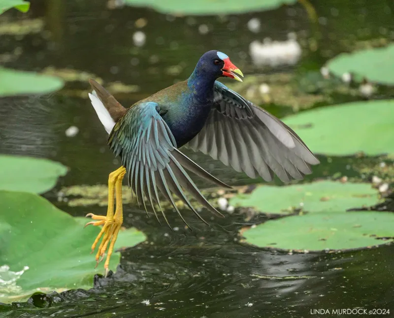 Brazos Bend State Park: Wetland Wonders Near Houston