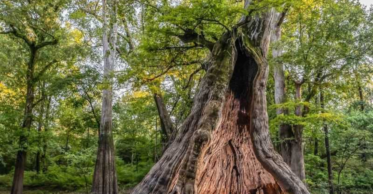 Bastrop, Louisiana Is A Hidden Fall Retreat You Must Visit