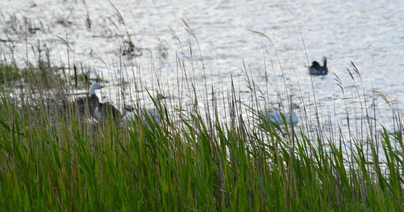 Sand Lake National Wildlife Refuge