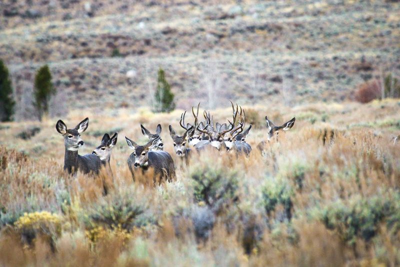 Red Desert Migration Routes In Southwest Wyoming
