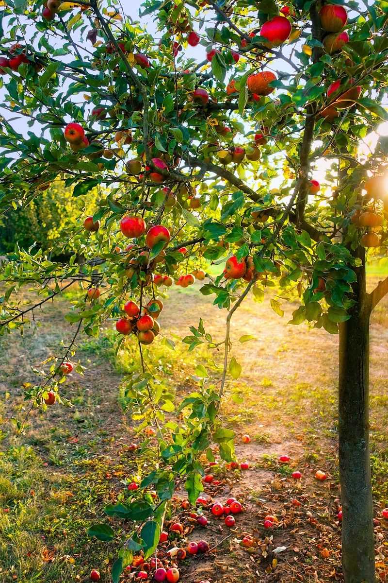 Blue Jay Orchards: Picture-Perfect Fall Setting