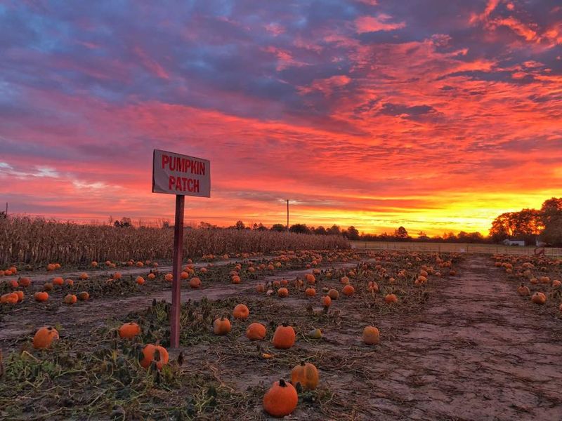 Hogan Farms: U-Pick Pumpkin Paradise
