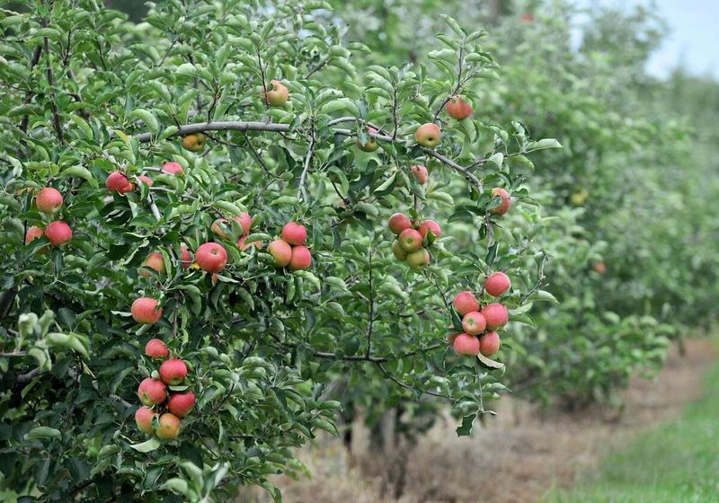 Rogers Orchards: Connecticut's Oldest Apple Grower