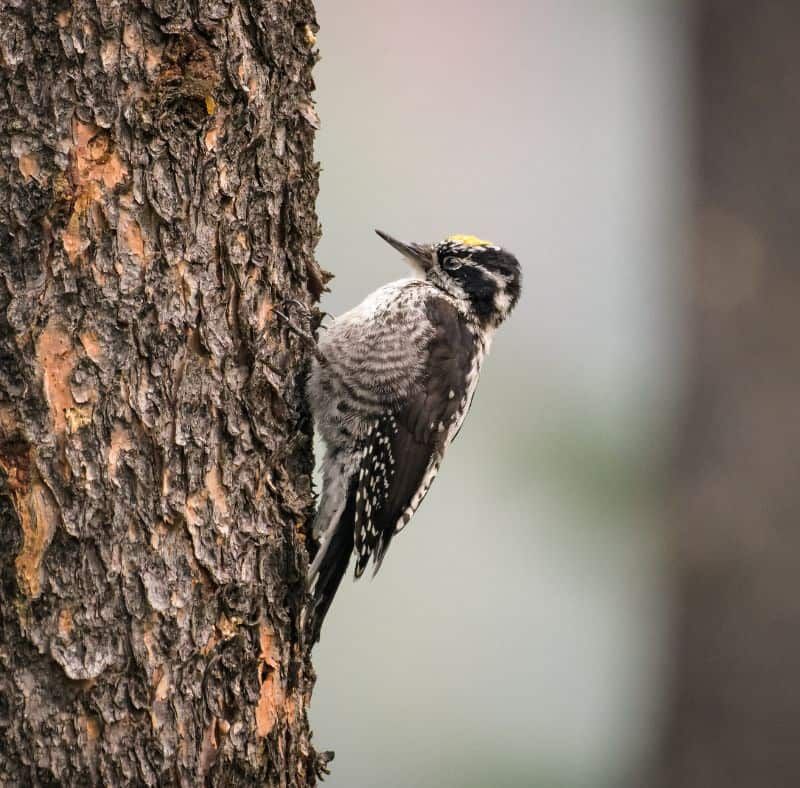 American Three-Toed Woodpecker