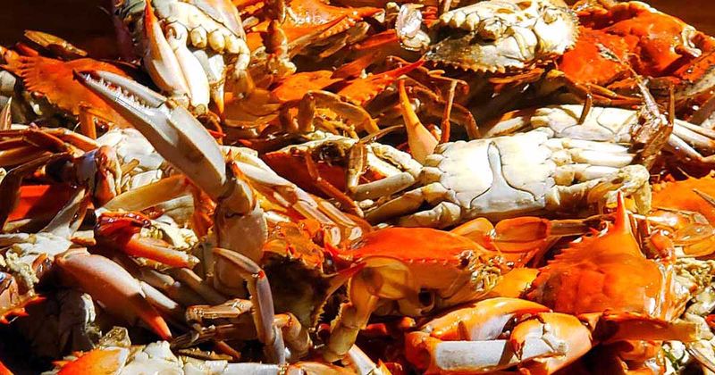 Our Lady Of The Gulf Crab Festival