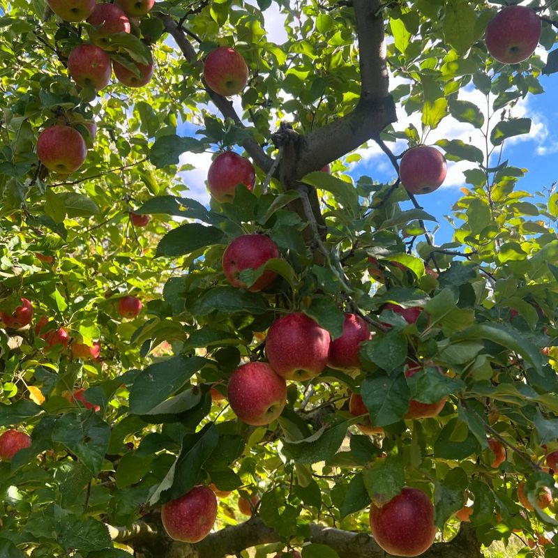 Dondero Orchards: Small-Farm Charm With Big Flavor