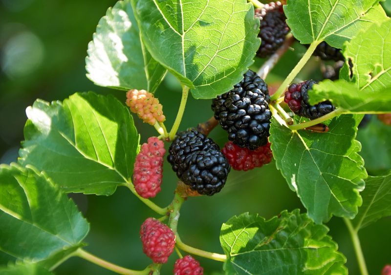 Mulberries