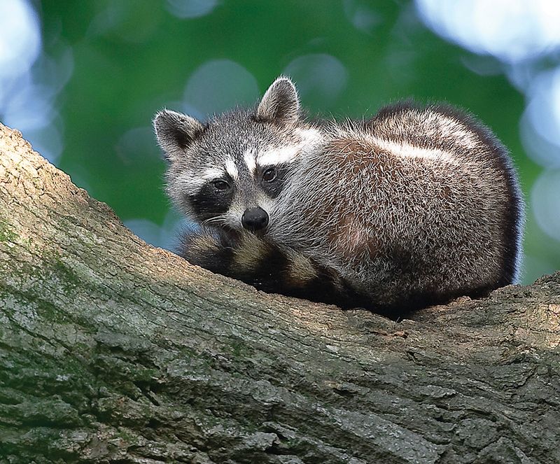 Wildlife Encounters