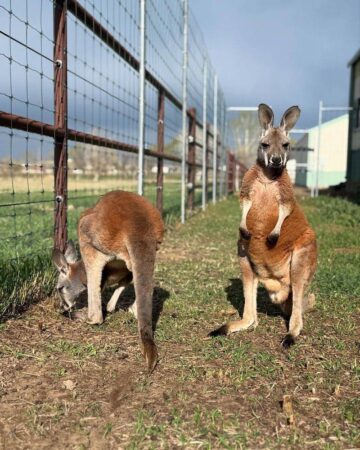 Bounce Into Wildlife Fun At A Colorado Kangaroo Ranch