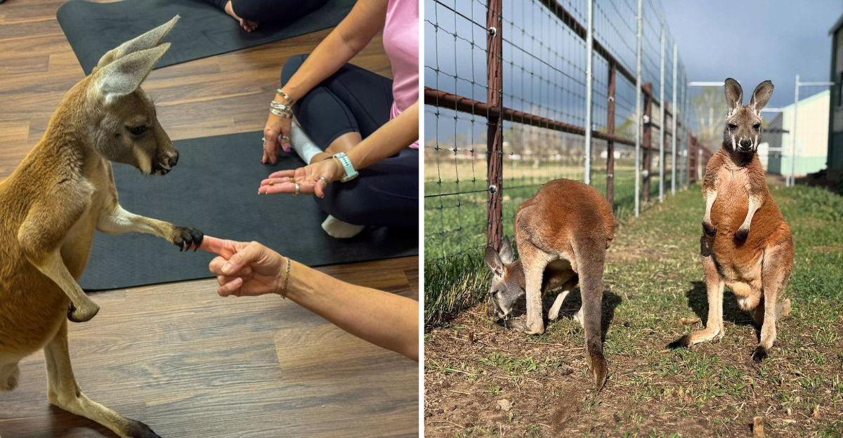 Bounce Into Wildlife Fun At A Colorado Kangaroo Ranch