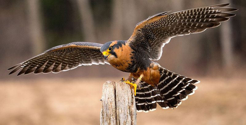 Laguna Atascosa: Realm of the Aplomado Falcon