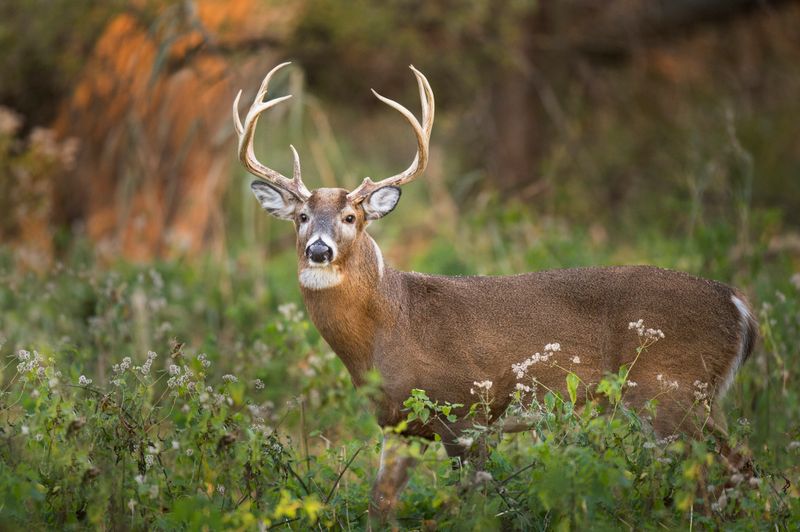 Wildlife Haven for Nature Enthusiasts