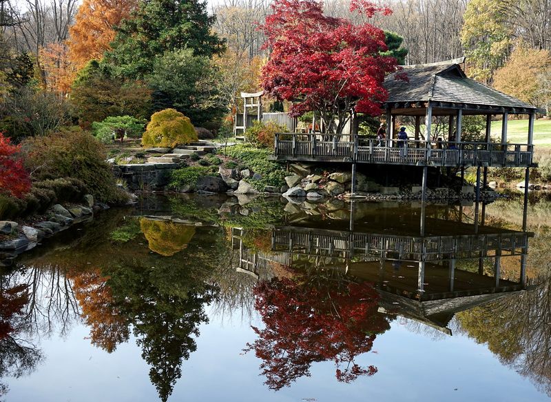 Aquatic Beauty And Japanese Elegance