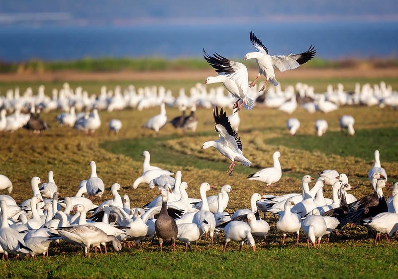 Hagerman National Wildlife Refuge: Waterfowl Spectacle