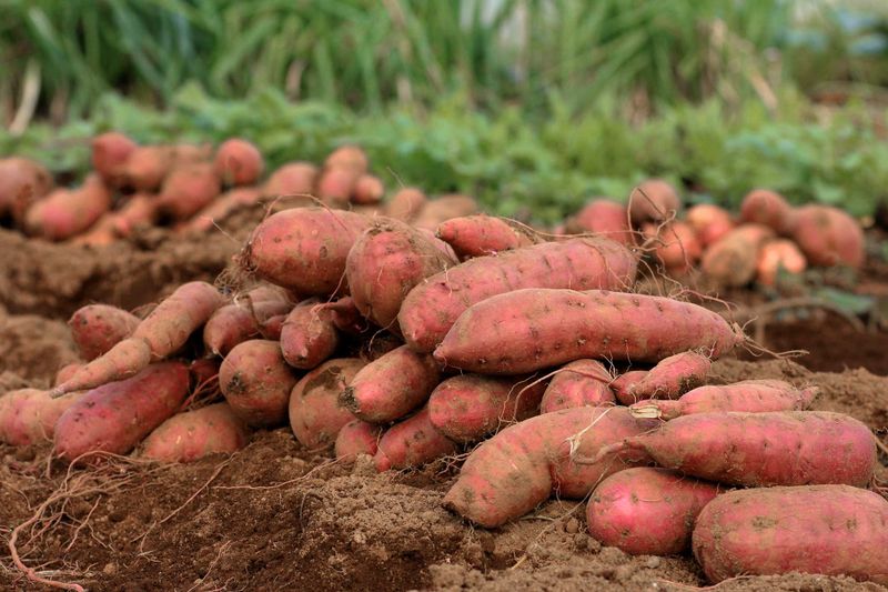 North Carolina Sweet Potatoes for Vitamin A